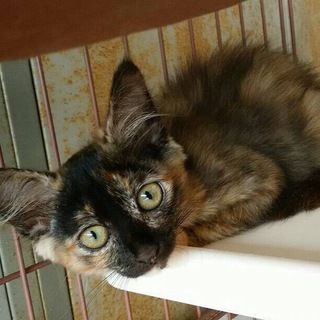 長毛サビ猫☆アンちゃん