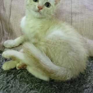 コテツちゃんは優しいご家族の一員になりました☆