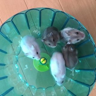 ジャンガリアンの赤ちゃんです