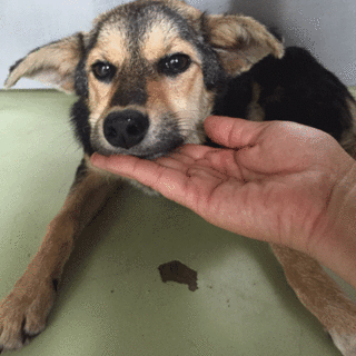 おやつが大好き、可愛い子です！