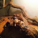 ヒョウモントカゲモドキの里親募集