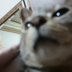 ネット情報のデマ