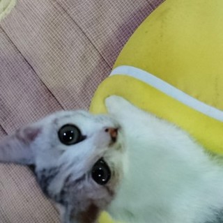 優しいご家族の一員になりました(*´ω｀*)