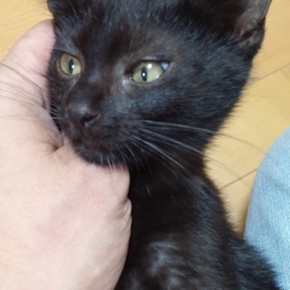 人慣れバツグン可愛い黒猫