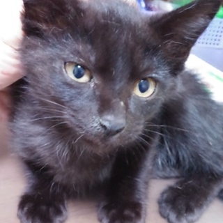 おっとりさんのおとなしい黒猫