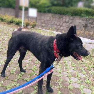 吠えない穏やかな17キロ大型犬推定1才