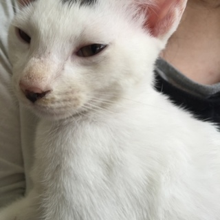 子猫三匹又は一匹の里親募集中