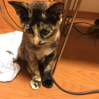 もん