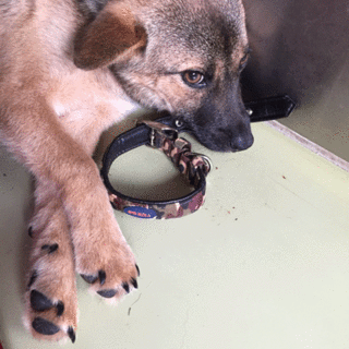 おとなしい性格の可愛い子です。