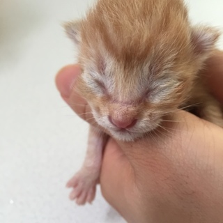 助けてください！生まれたばかりの赤ちゃん猫です！
