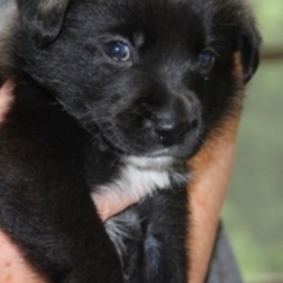 サスケのカバー写真