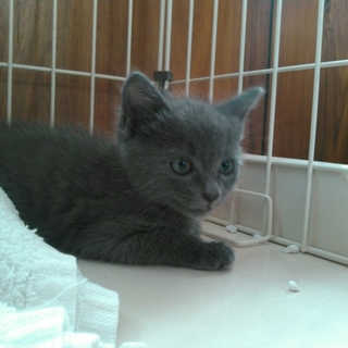 ロシアンブルーみたいなかわい子ちゃん♡里親募集！