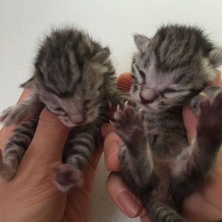 助けてください！生まれたばかりの赤ちゃん猫です！