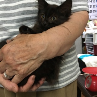 可愛い黒の長毛の女の子猫