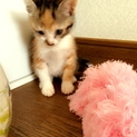 子猫誰かもらってください☆
