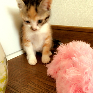 子猫誰かもらってください☆