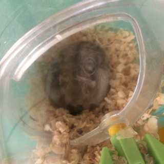 ジャンガリアンハムスター5匹