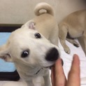 交渉中のため募集一時停止