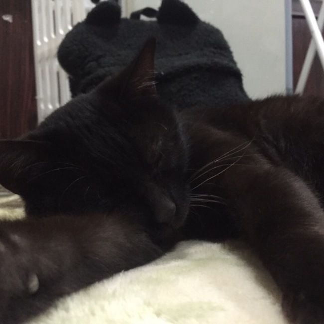 まぁにゃん*のカバー写真