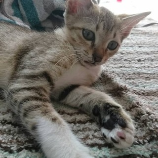 人懐っこいキジトラさん5ヶ月