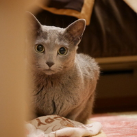 シャロン