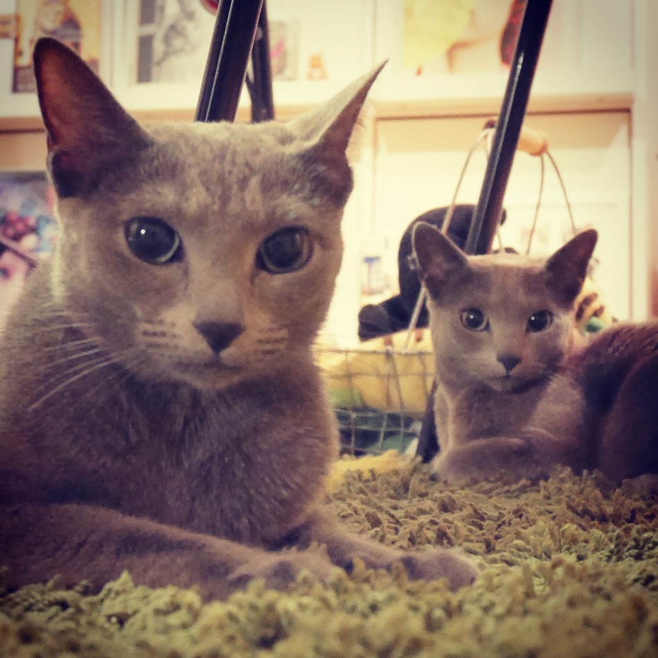 シャロンのカバー写真