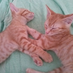 シャンプーしてみました