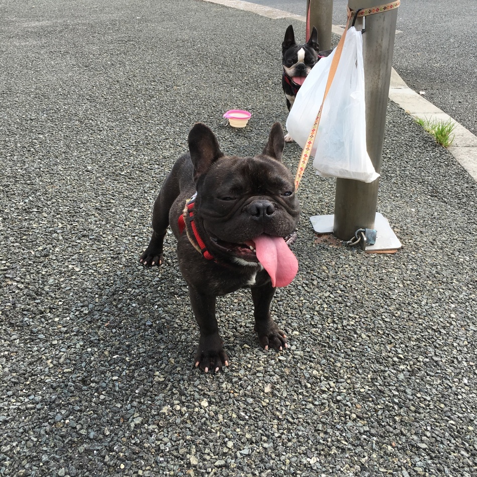 GENTAのカバー写真