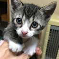 里親様決定致しました！ありがとうございます。