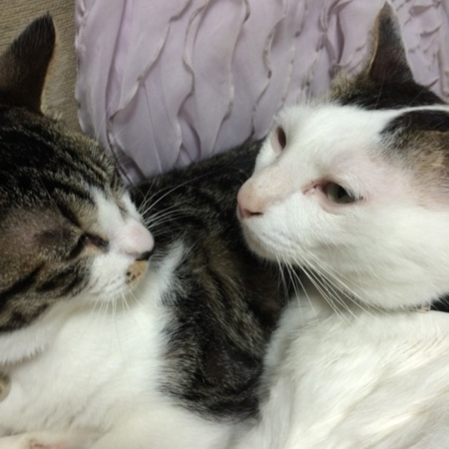 ニコ ロビンのカバー写真