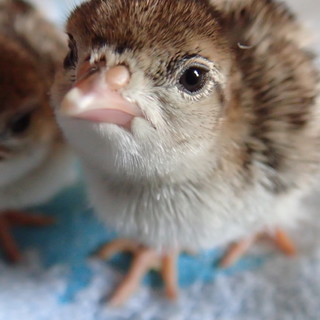 7/8生まれのイワシャコのヒナ３羽。