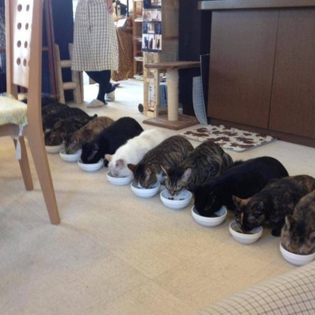 みそ吉のカバー写真
