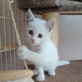 子猫の飼い主様募集