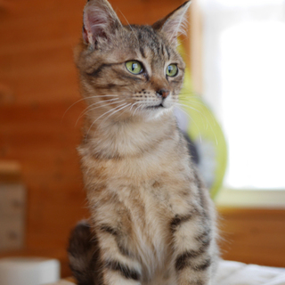 小梅（仮）の飼い主様募集