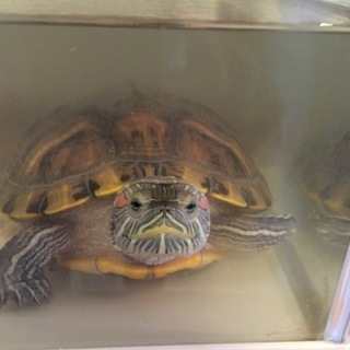 元気なミドリガメ！