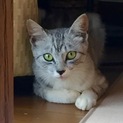 アメショ似の可愛い子です