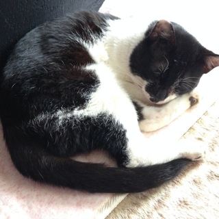 飼育放棄された この仔を助けてください！