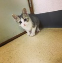 カギしっぽがキュートな男の子♡