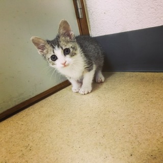 カギしっぽがキュートな男の子♡