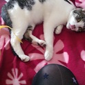 とても甘えん坊な猫ちゃんの家族になってください！