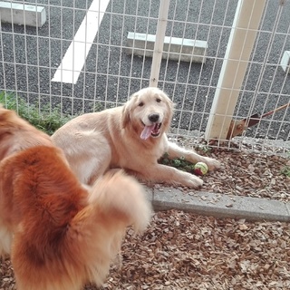 ゴールデンレトリバー