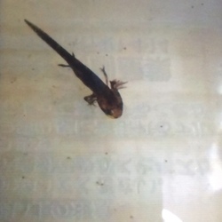 「アカハライモリの繁殖」サムネイル2