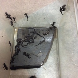 「アカハライモリの繁殖」サムネイル3