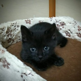 黒でカギ尻尾の男の子！最近甘えん坊です♪