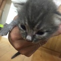 仔猫のもらい手さがしています。