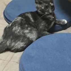 カメラのシャッター音に過剰反応