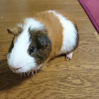 優しい里親様を募集します。