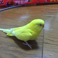 チョコ