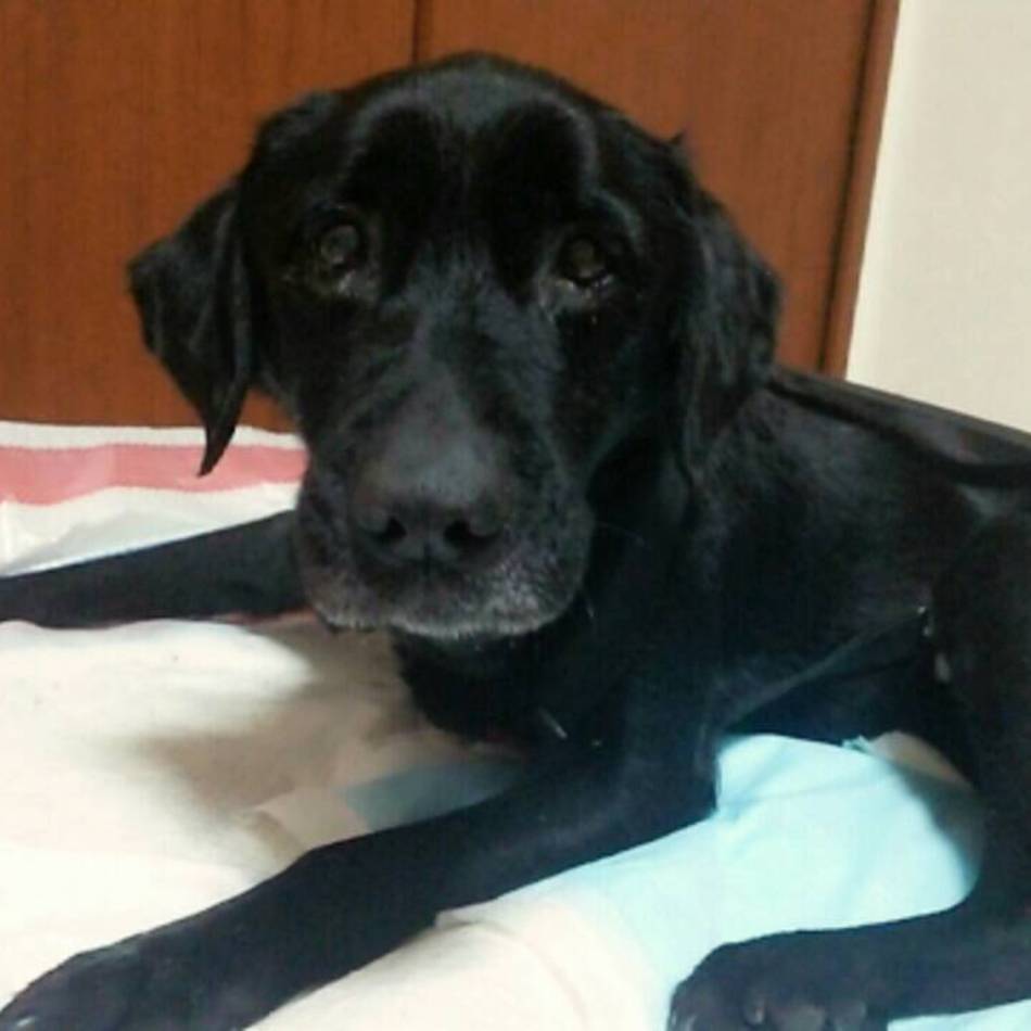 ラヴィのカバー写真