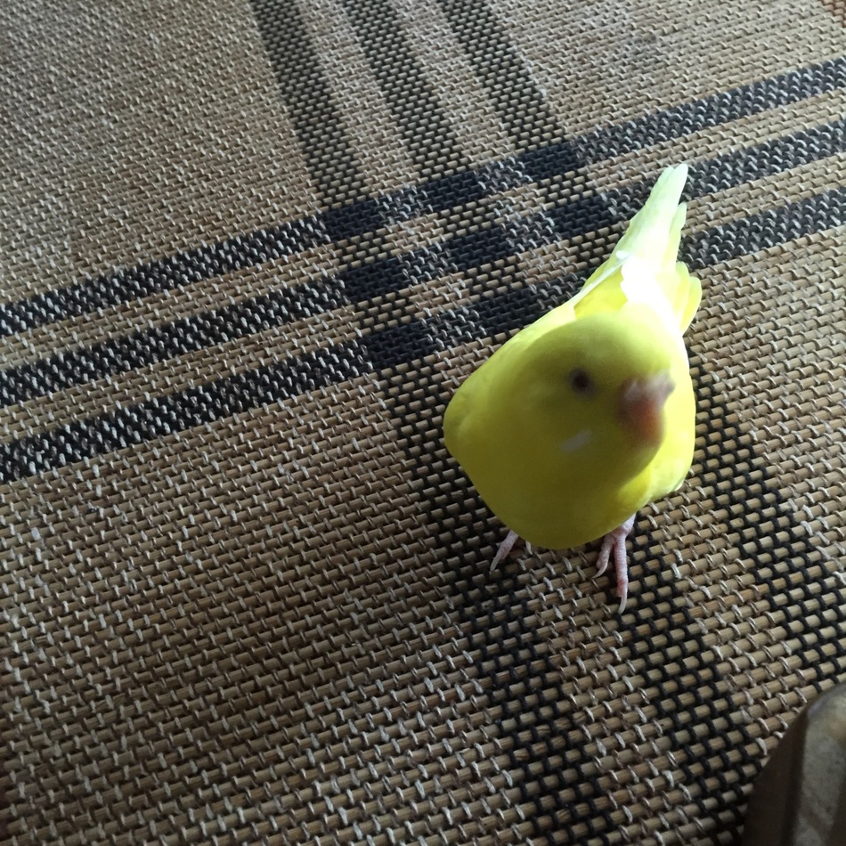 チョコのカバー写真